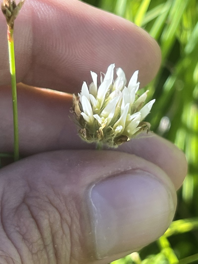 Trifolium longipes subsp. hansenii photo 5