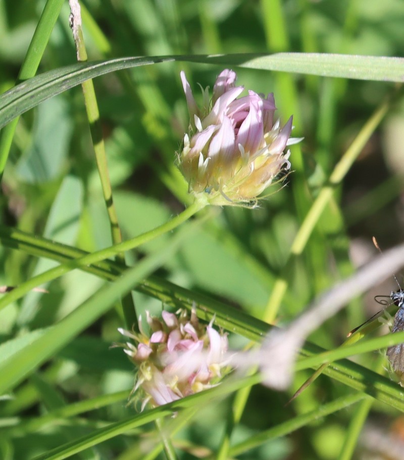 Trifolium longipes subsp. hansenii photo 6