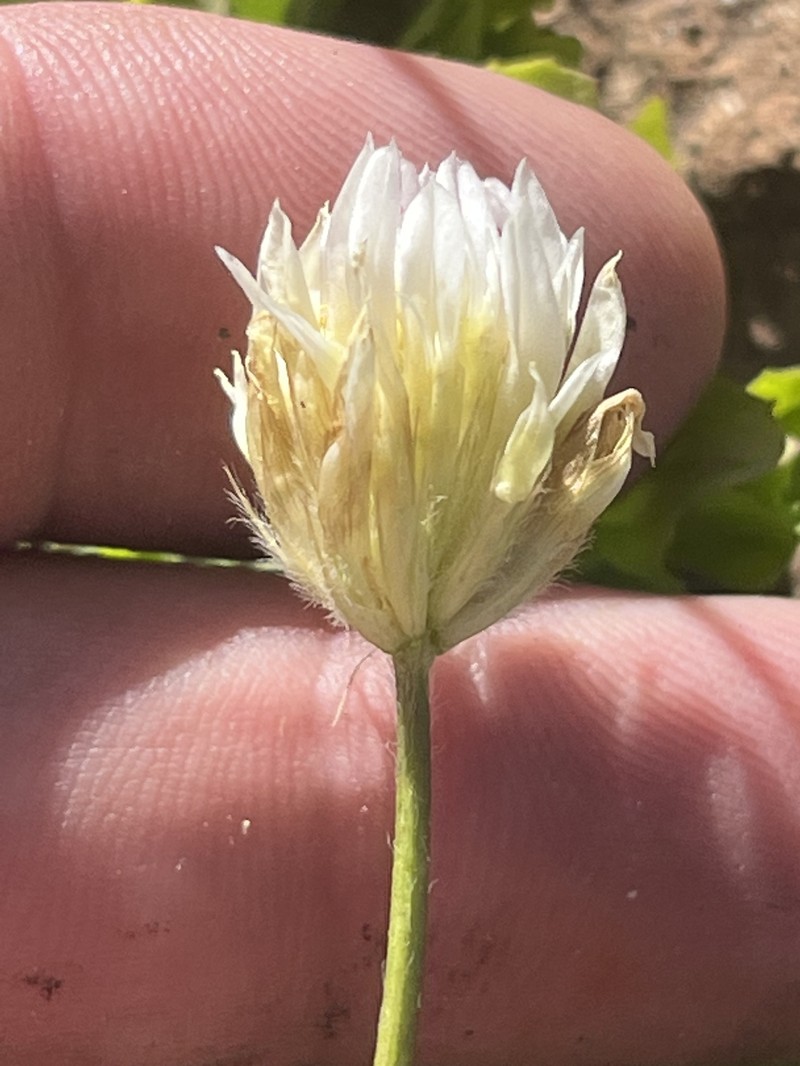 Trifolium longipes subsp. hansenii photo 7