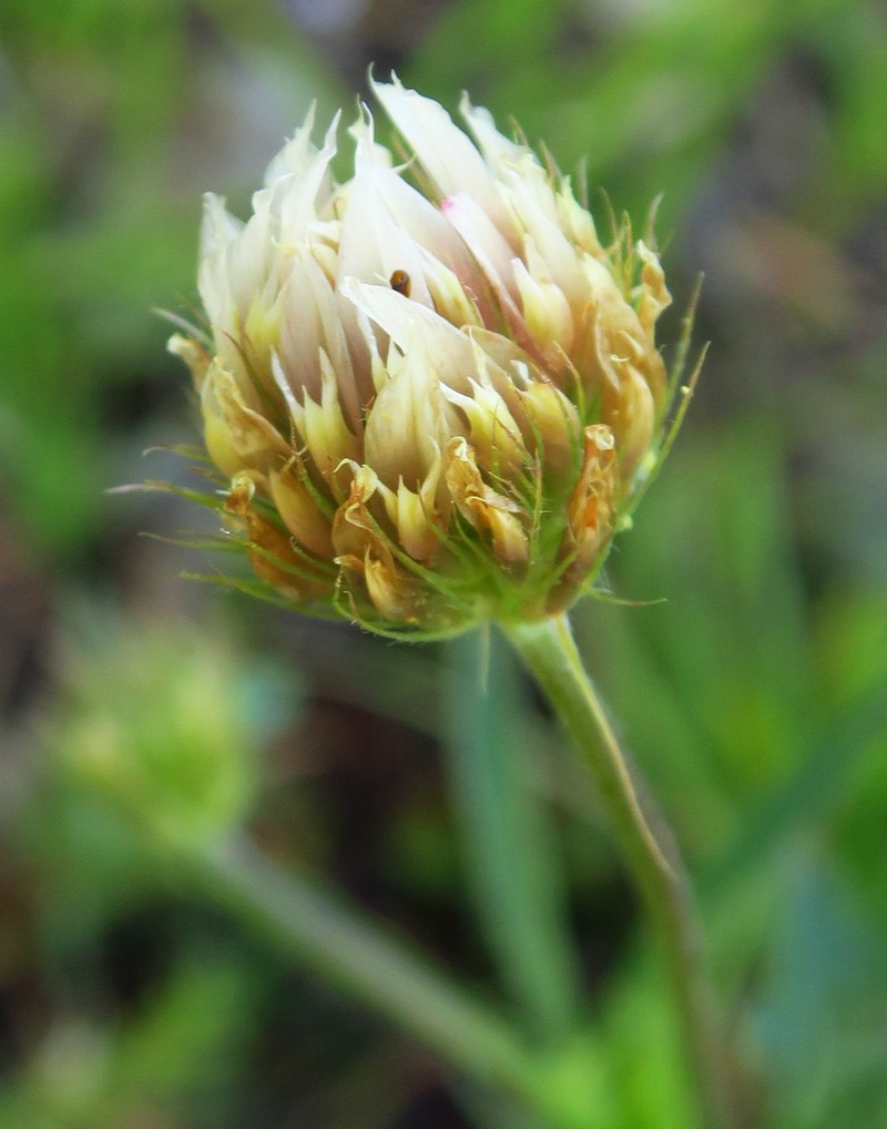 Trifolium longipes subsp. hansenii photo 8