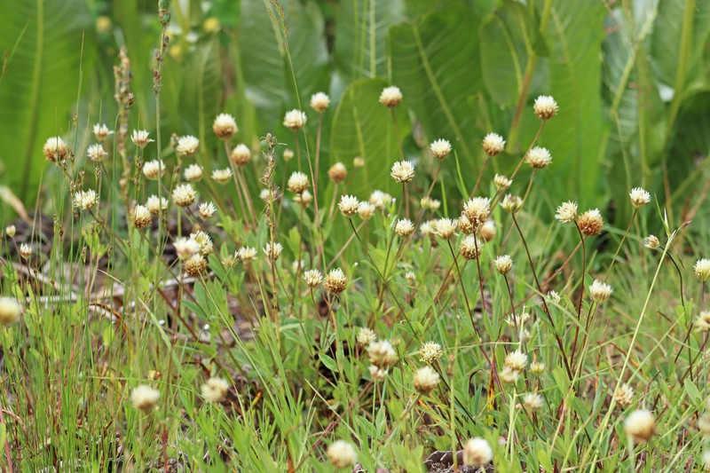 Trifolium longipes subsp. longipes