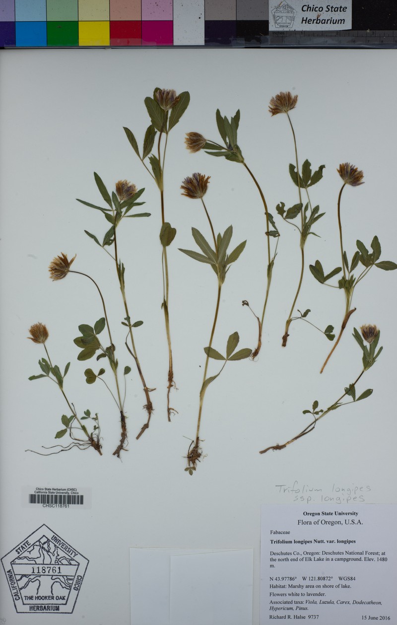 Trifolium longipes subsp. longipes photo 2