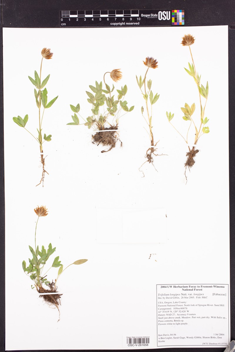 Trifolium longipes subsp. longipes photo 3