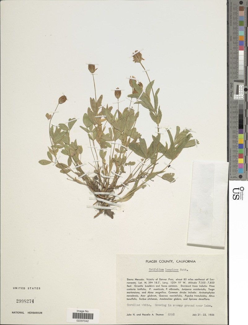 Trifolium longipes subsp. longipes photo 4
