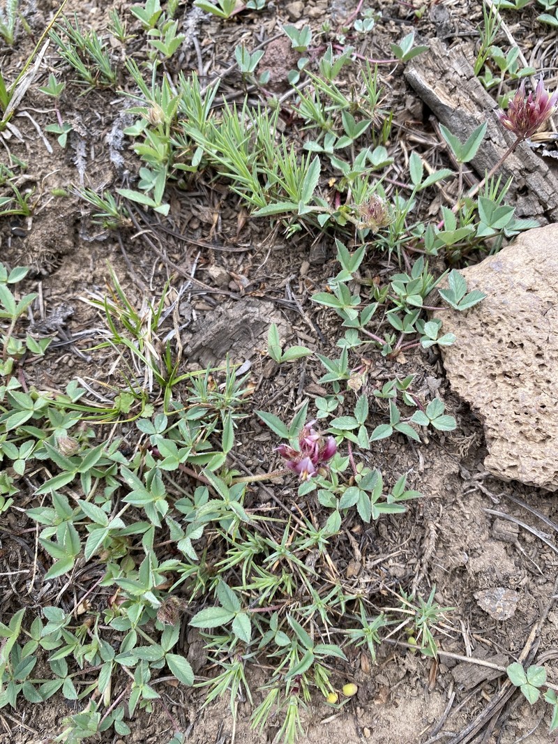 Trifolium longipes subsp. multipedunculatum