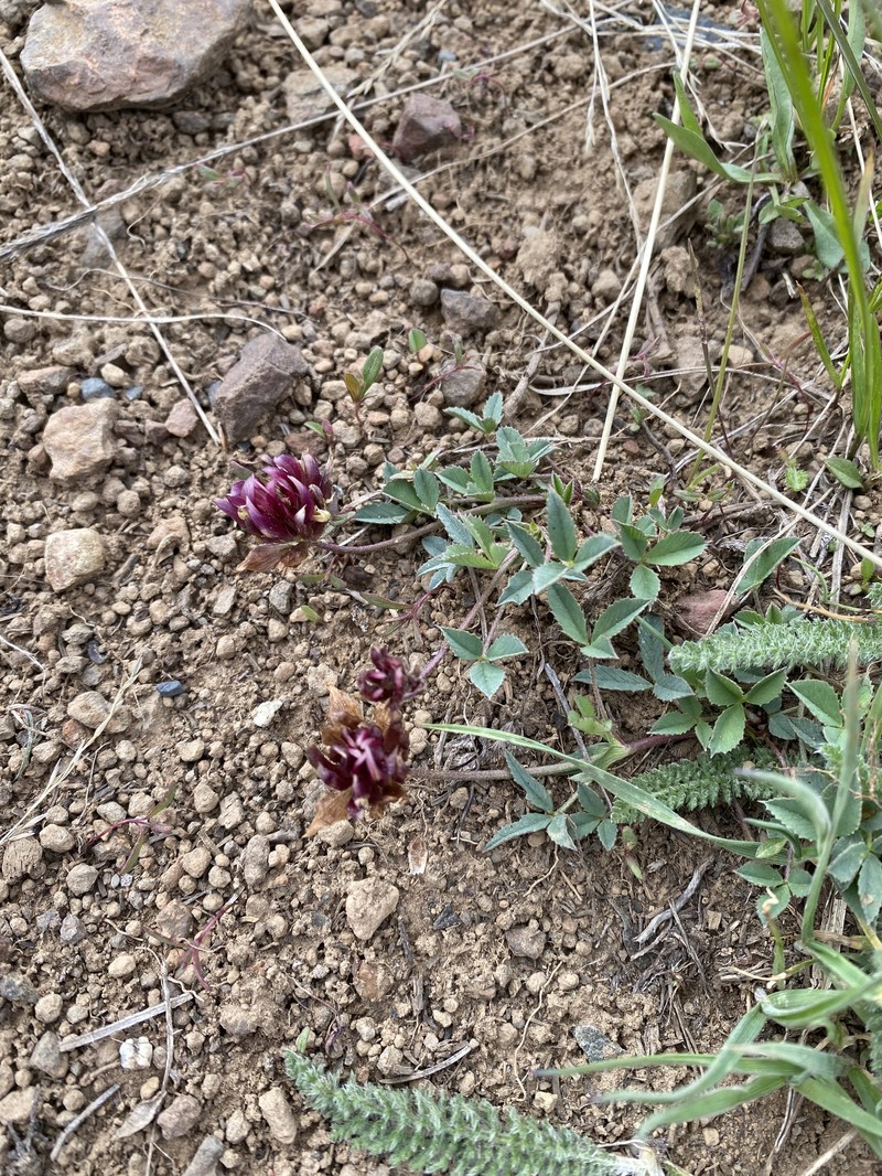 Trifolium longipes subsp. multipedunculatum photo 2