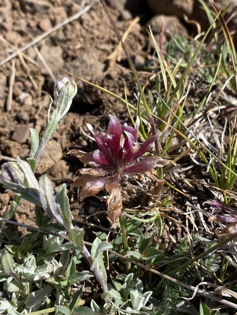 Trifolium longipes subsp. multipedunculatum photo 3
