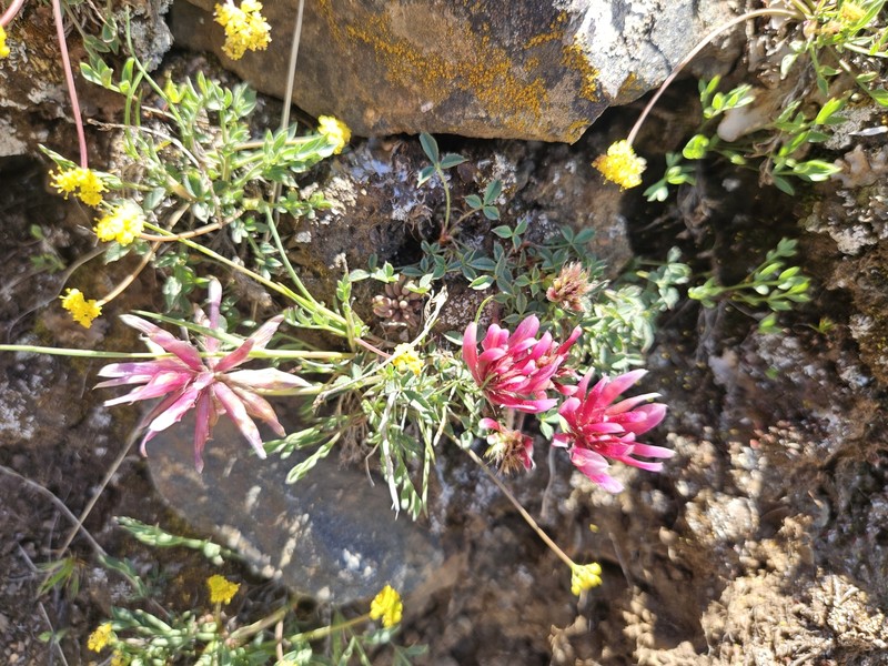 Trifolium longipes subsp. multipedunculatum photo 4