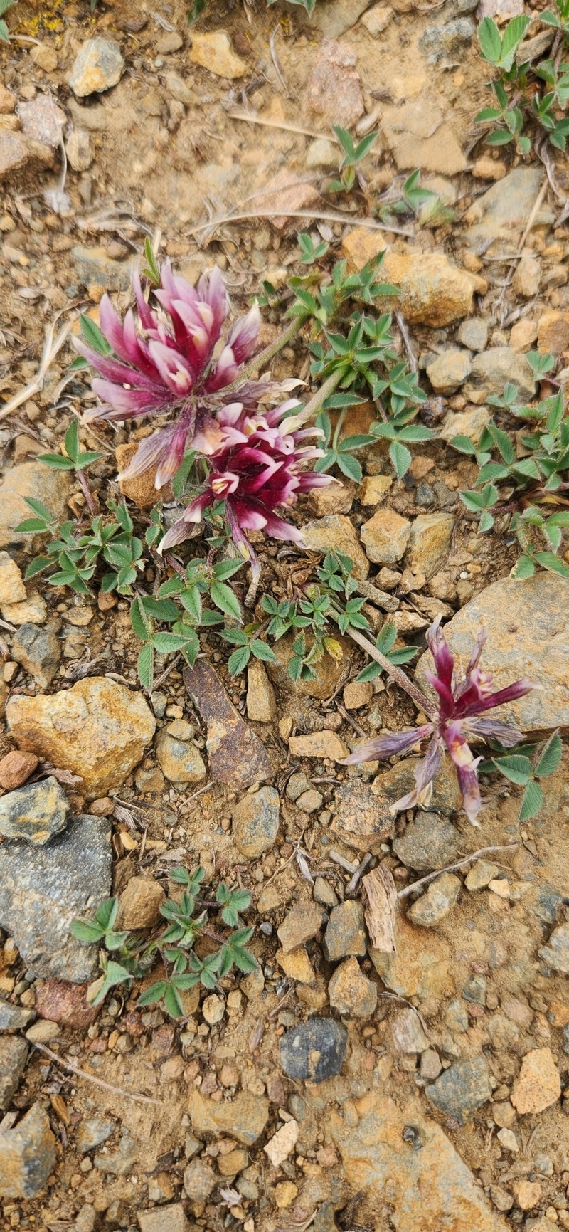 Trifolium longipes subsp. multipedunculatum photo 5