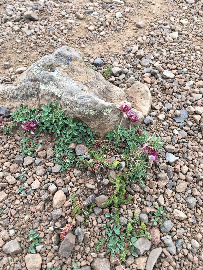 Trifolium longipes subsp. multipedunculatum photo 6