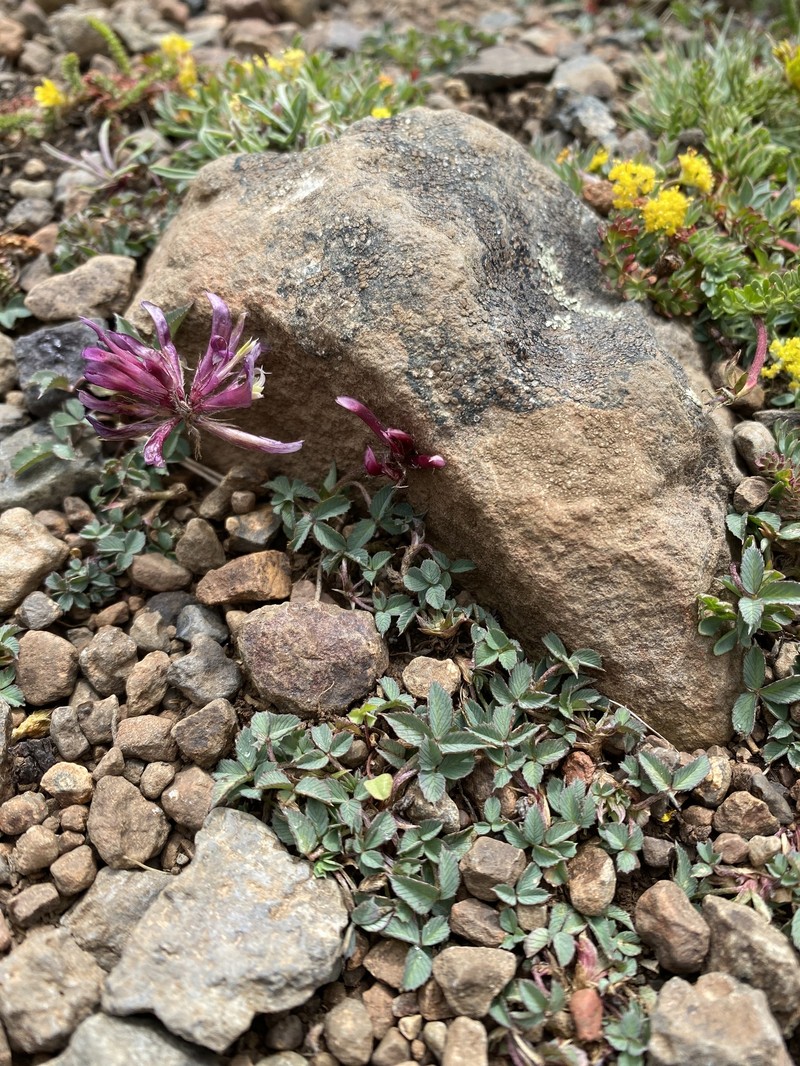 Trifolium longipes subsp. multipedunculatum photo 7