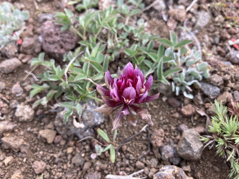 Trifolium longipes subsp. multipedunculatum photo 8