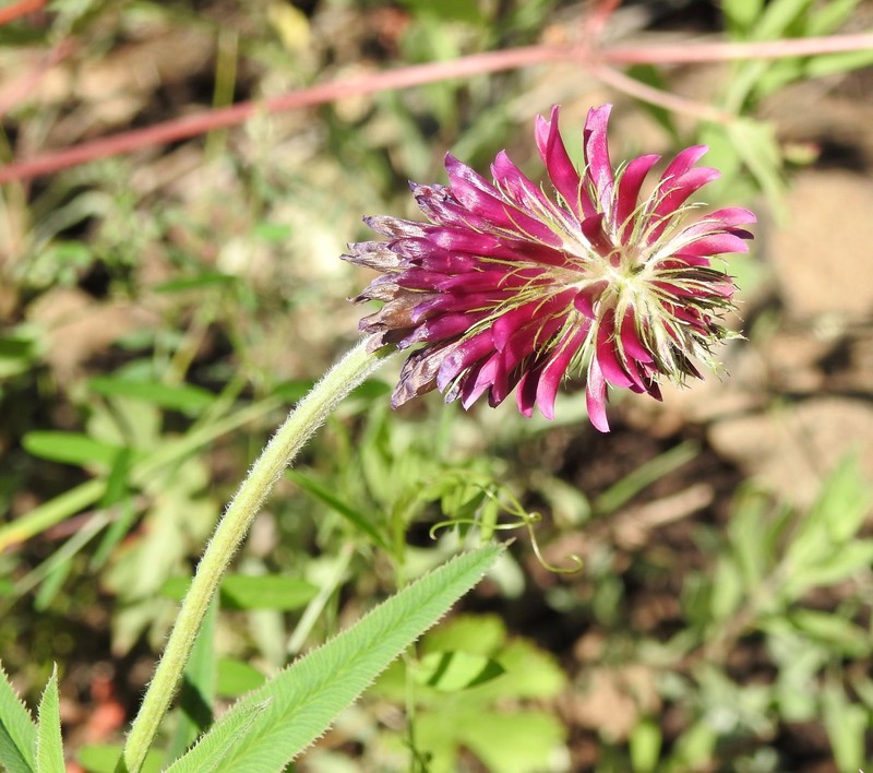 White Mountain Clover