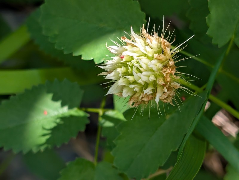 Trifolium longipes subsp. oreganum