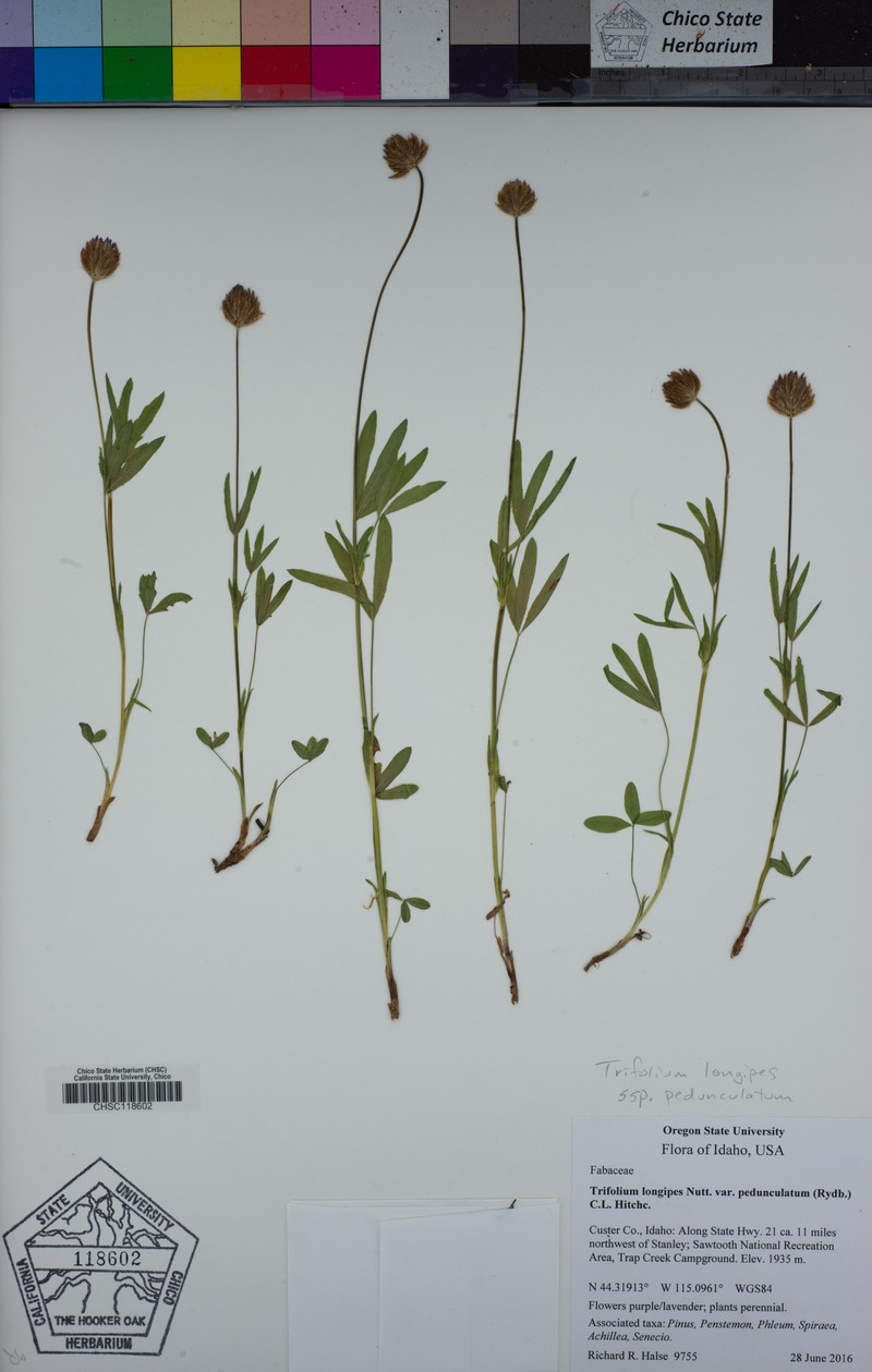 Trifolium longipes subsp. pedunculatum