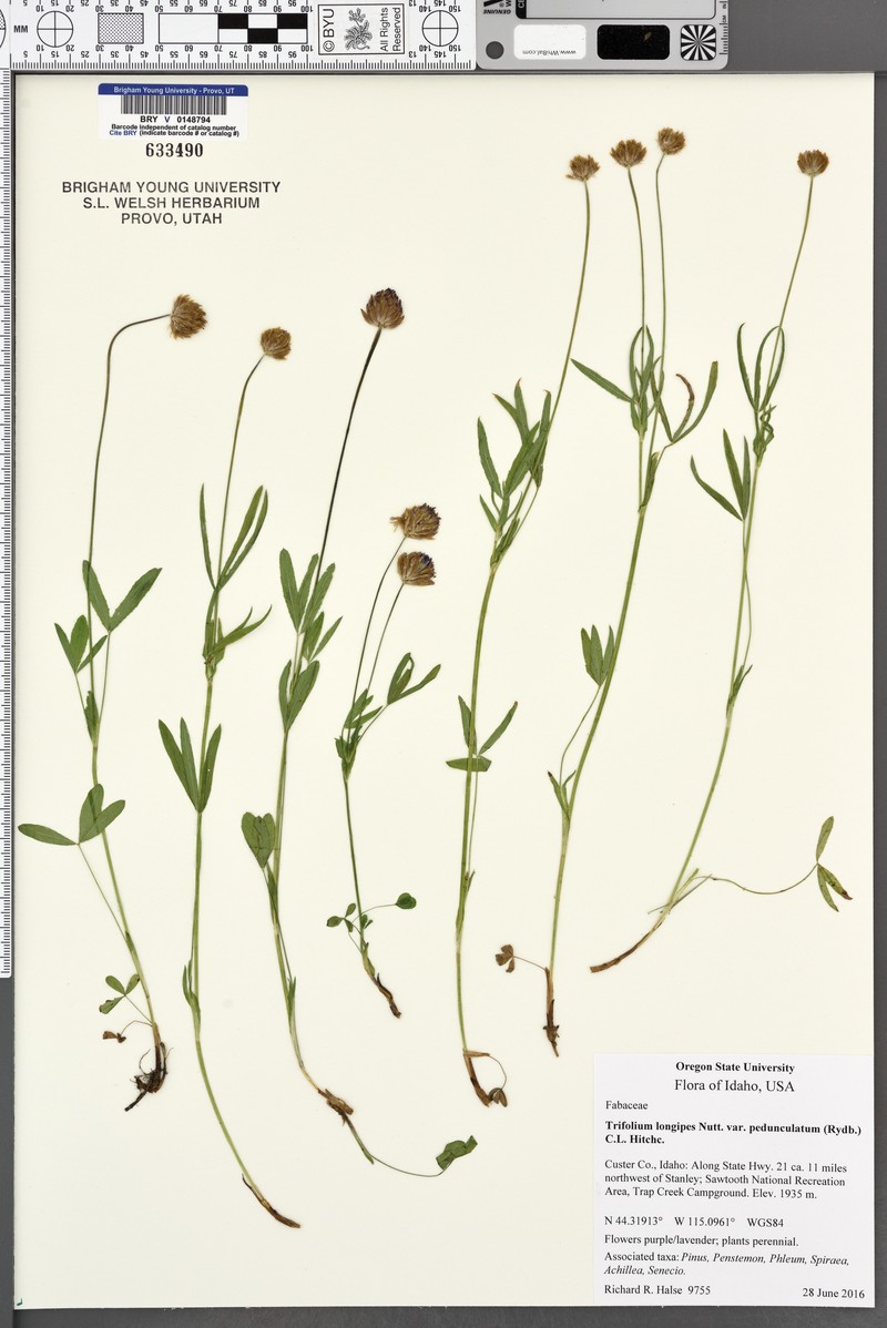 Trifolium longipes subsp. pedunculatum photo 2
