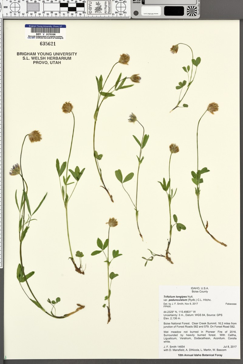 Trifolium longipes subsp. pedunculatum photo 3