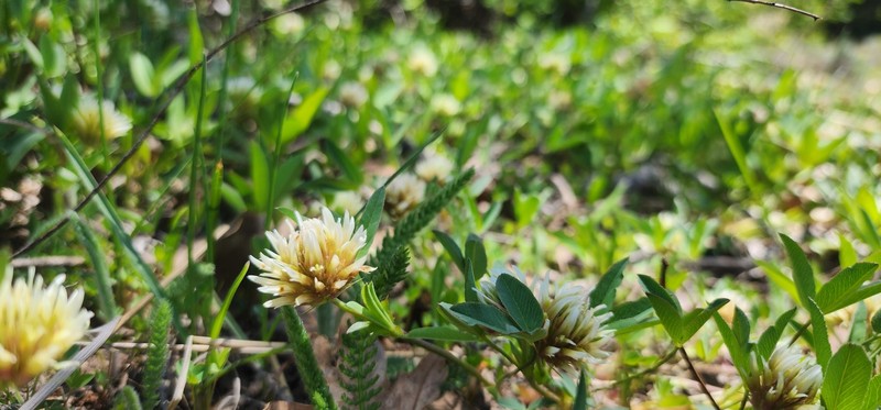 Trifolium longipes subsp. pygmaeum