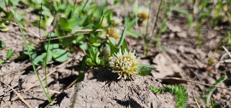 Trifolium longipes subsp. pygmaeum photo 2