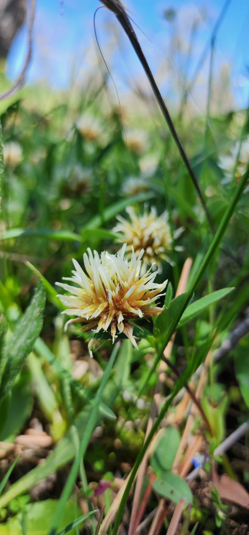 Trifolium longipes subsp. pygmaeum photo 3