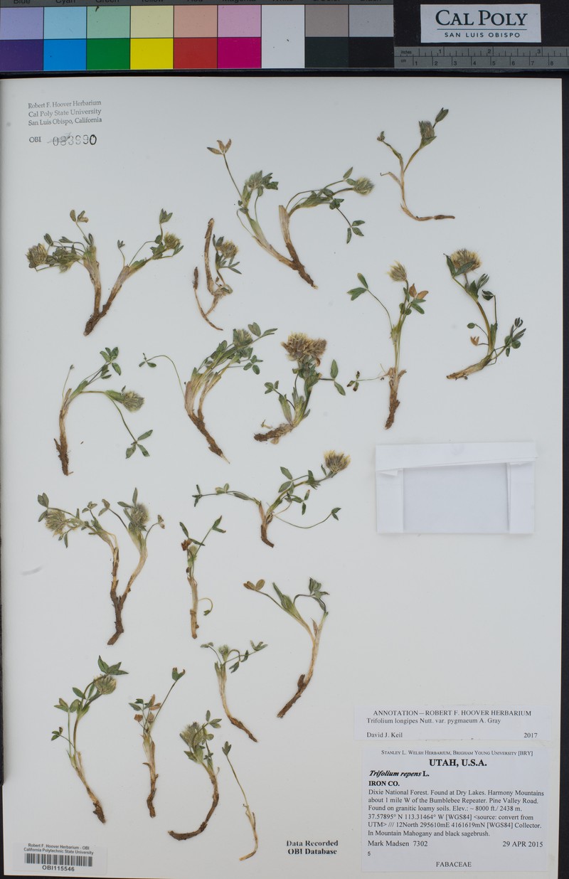 Trifolium longipes subsp. pygmaeum photo 4