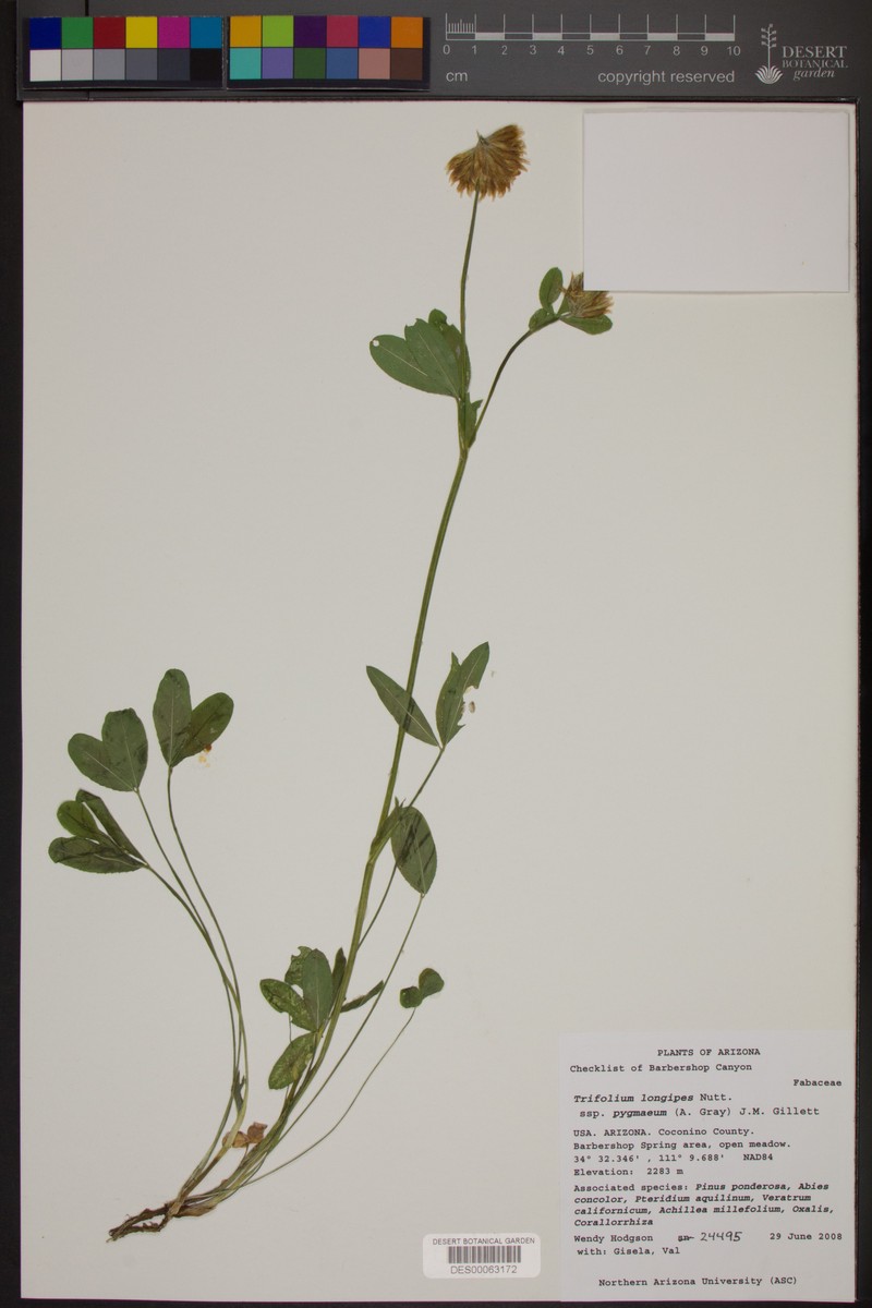 Trifolium longipes subsp. pygmaeum photo 5