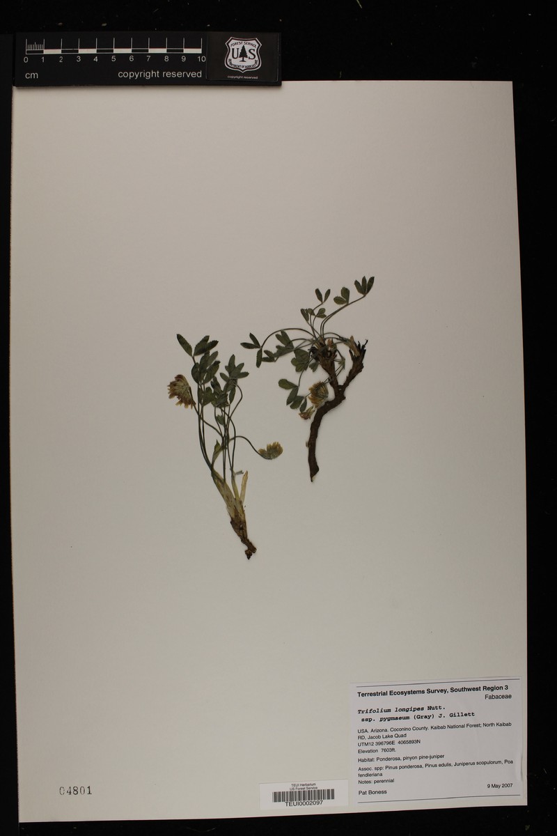 Trifolium longipes subsp. pygmaeum photo 6
