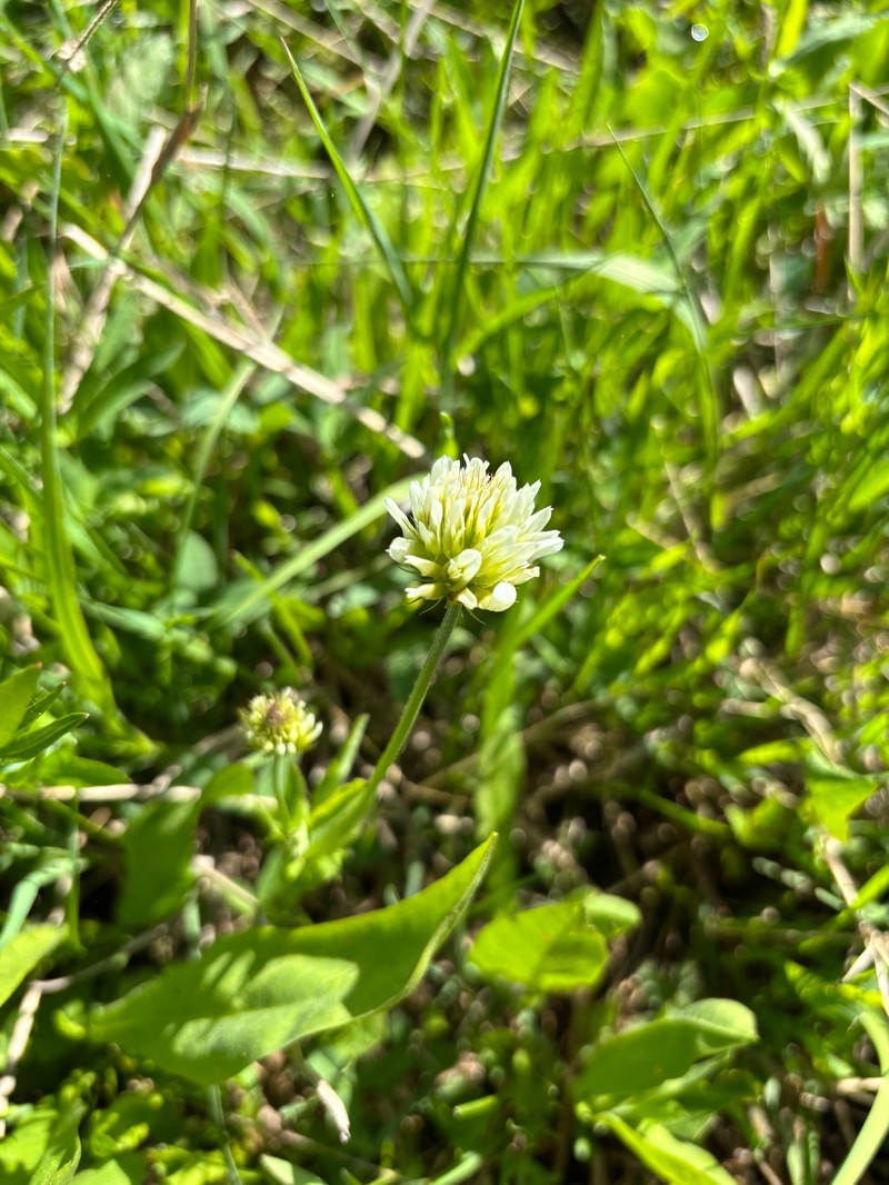 Trifolium longipes subsp. reflexum