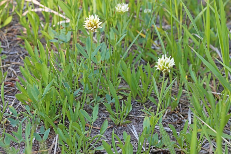 Trifolium longipes subsp. reflexum photo 2