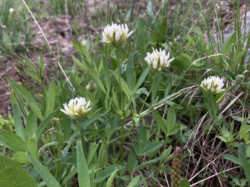 Trifolium longipes subsp. reflexum photo 3