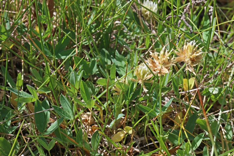 Trifolium longipes subsp. reflexum photo 4