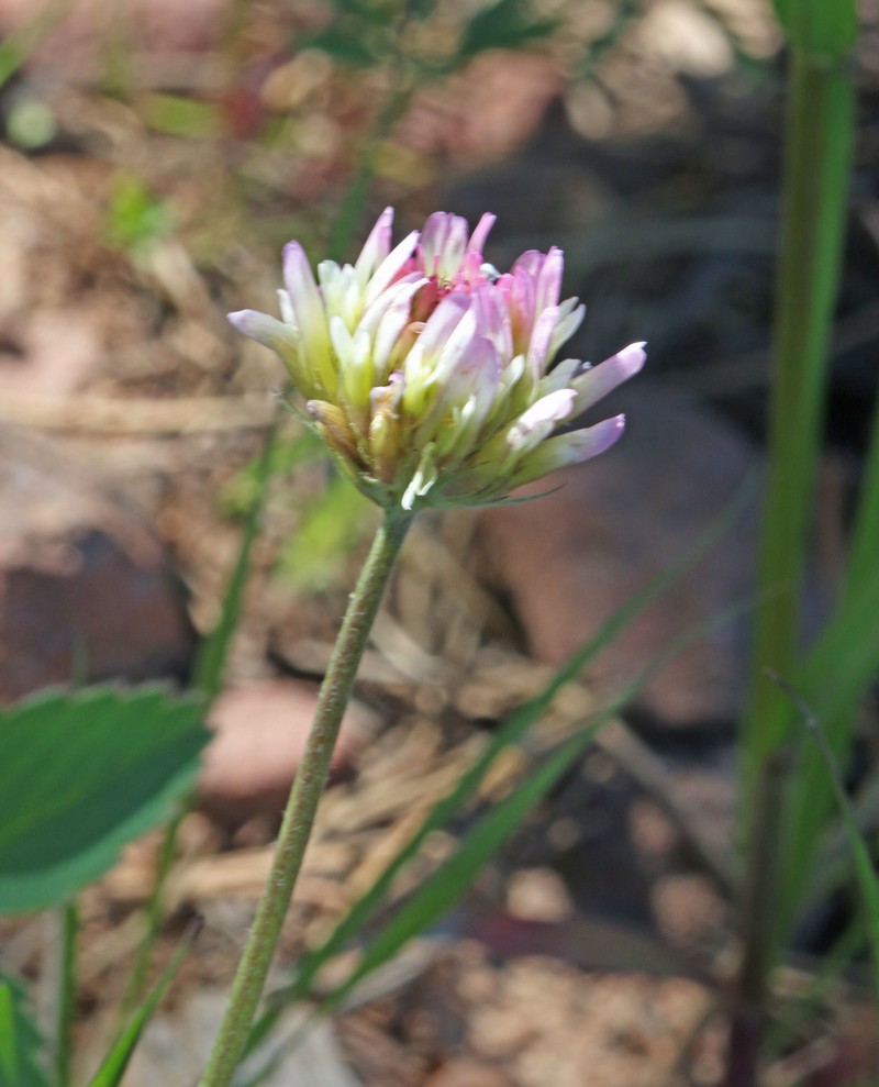 Trifolium longipes subsp. reflexum photo 5