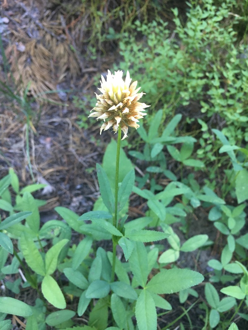 Trifolium longipes subsp. reflexum photo 6