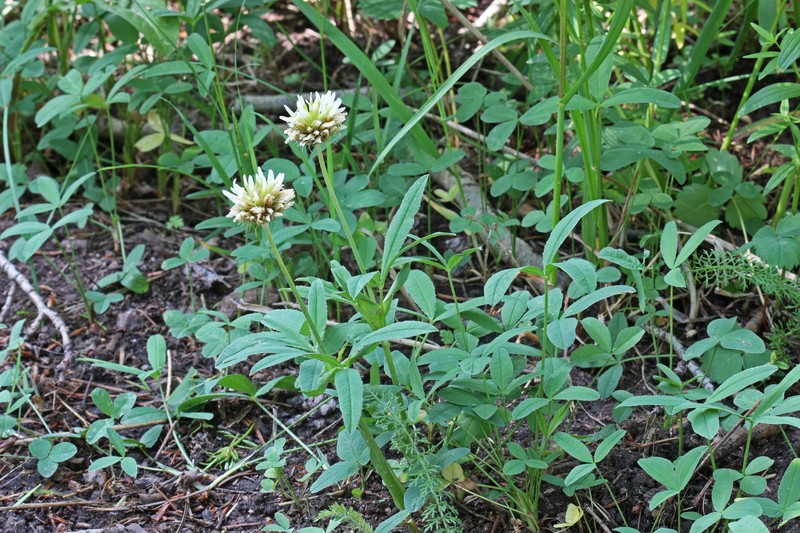 Trifolium longipes subsp. reflexum photo 7