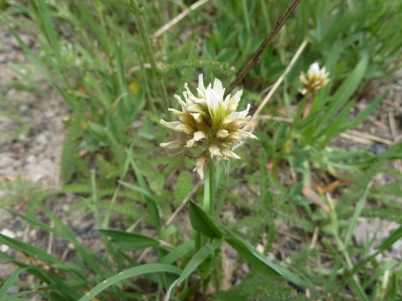 Trifolium longipes subsp. reflexum photo 8