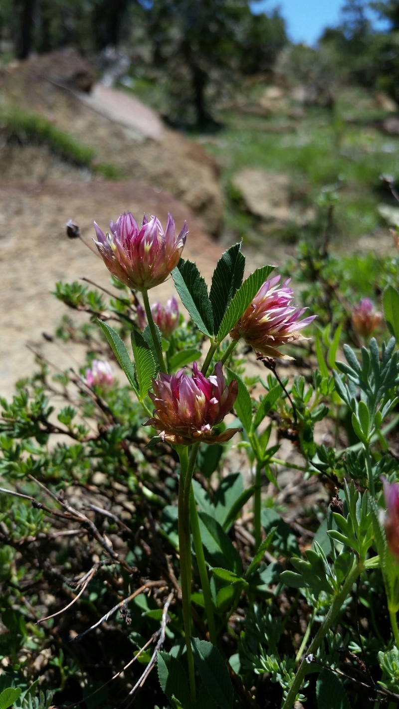 Trifolium longipes subsp. shastense