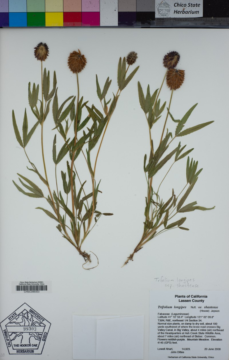 Trifolium longipes subsp. shastense photo 2