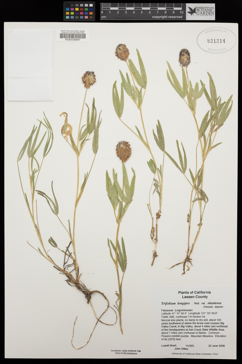 Trifolium longipes subsp. shastense photo 3