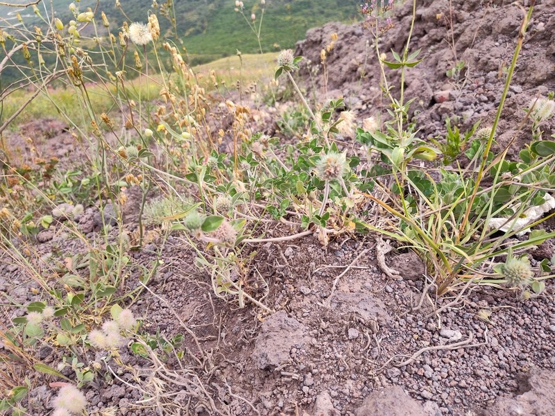Trifolium lucanicum