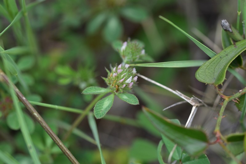 Trifolium lucanicum photo 2