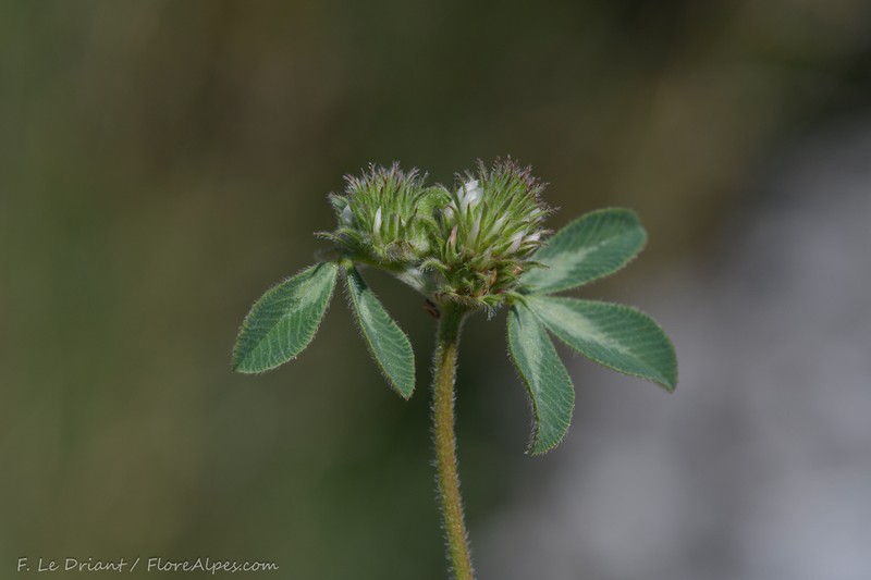Trifolium lucanicum photo 3