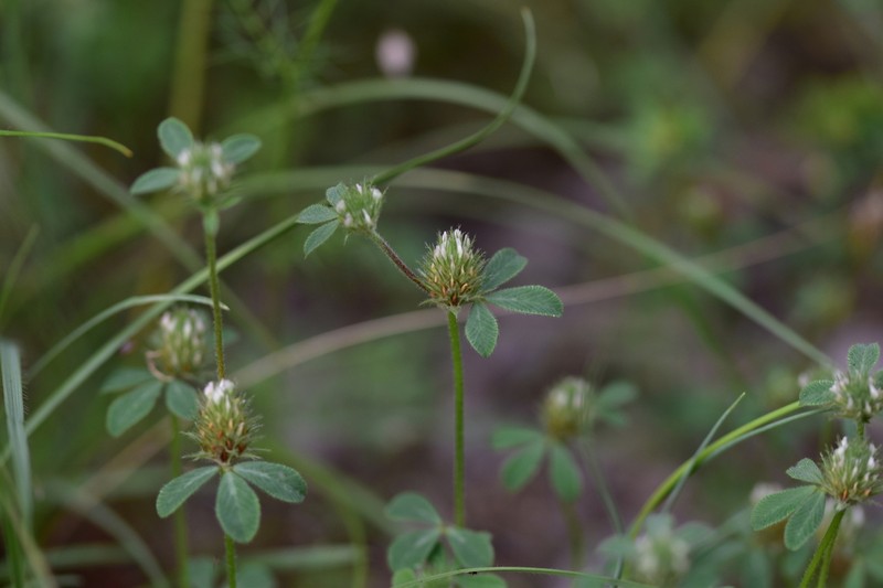 Trifolium lucanicum photo 4