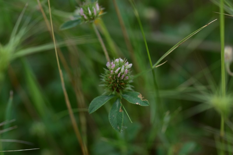 Trifolium lucanicum photo 5