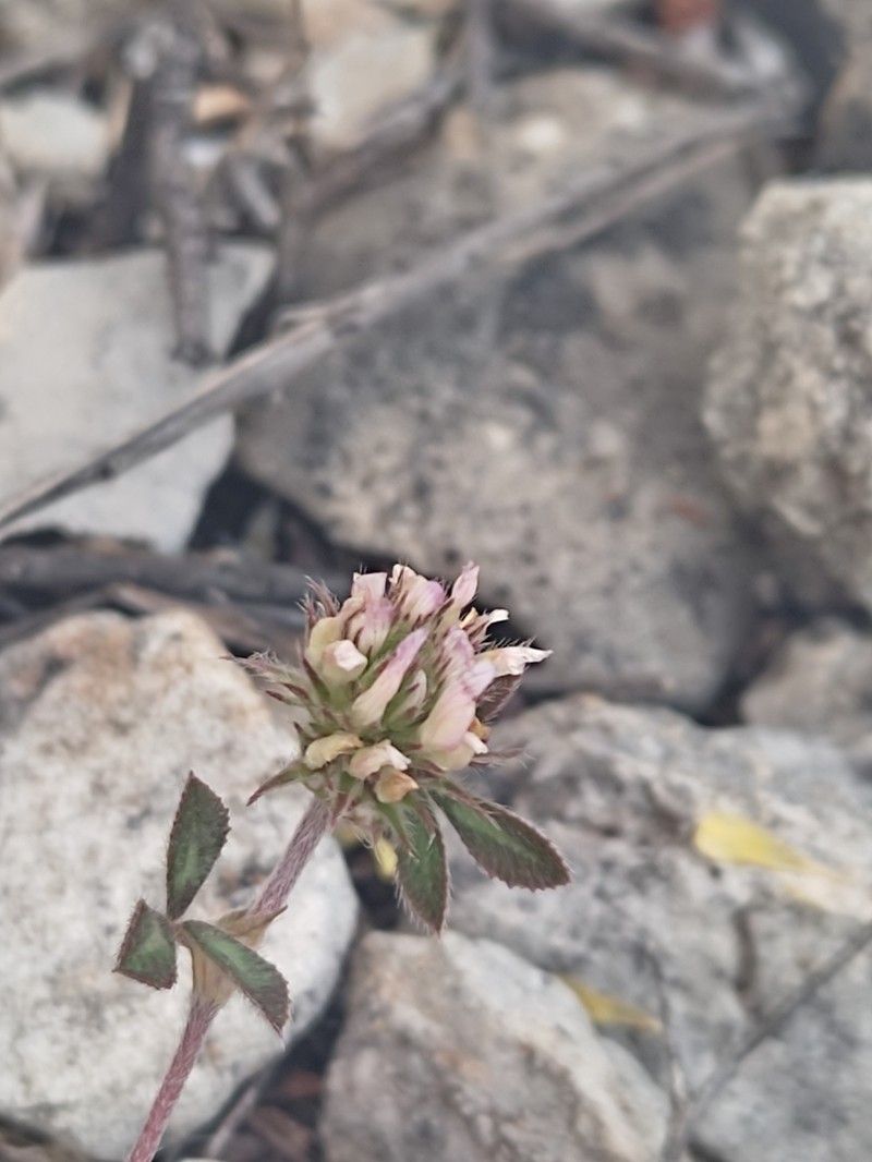 Trifolium lucanicum photo 6