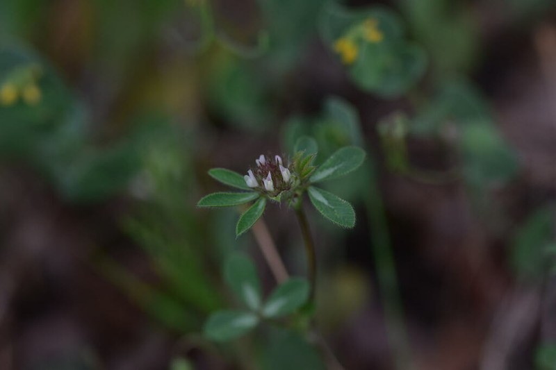 Trifolium lucanicum photo 7