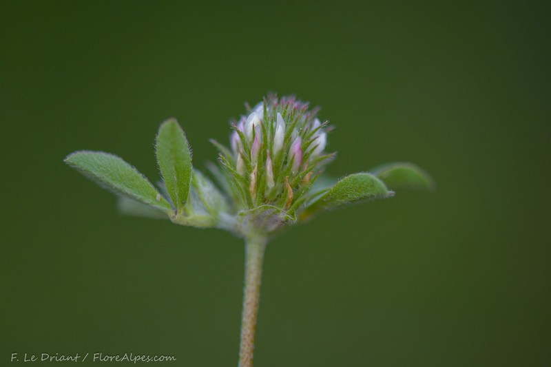 Trifolium lucanicum photo 8