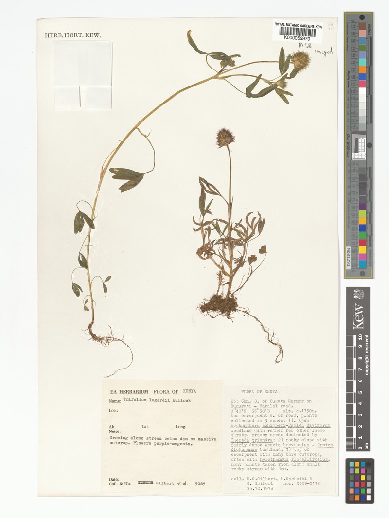 Lugard's Clover