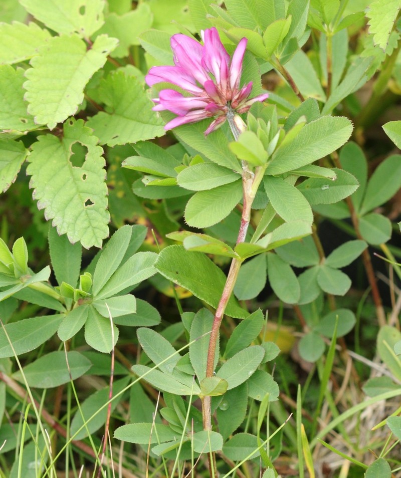 Lupine Clover