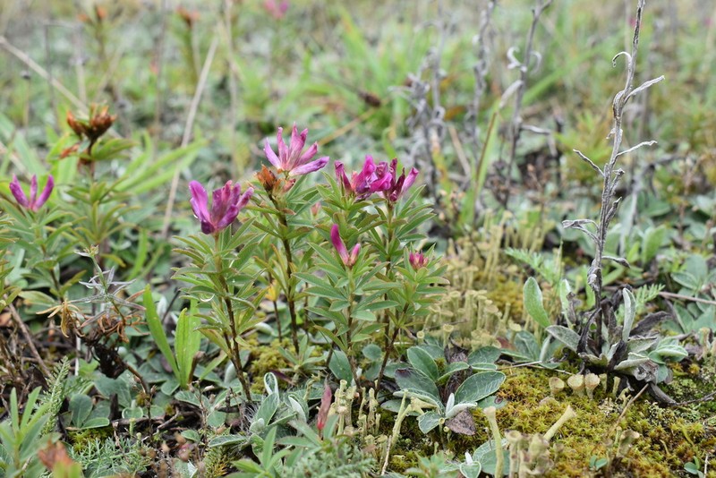 Lupine Clover photo 2