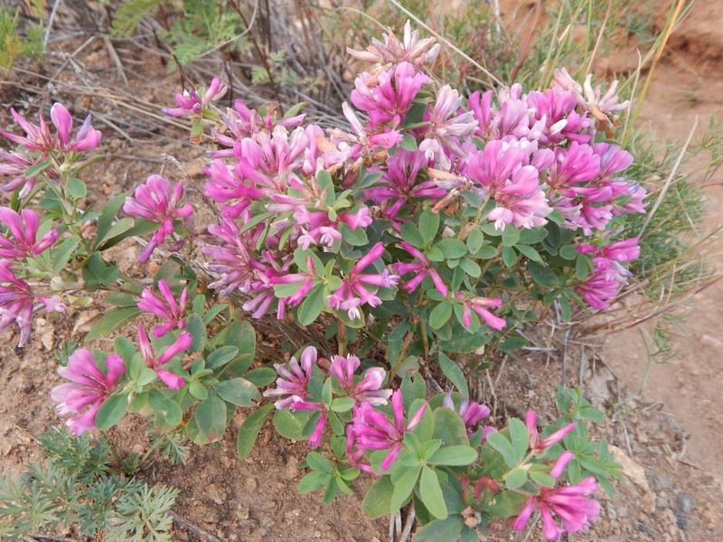 Lupine Clover photo 3